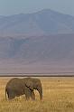 121 Tanzania, Ngorongoro Krater, olifant